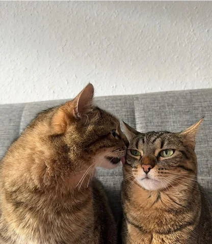 고양이 원본 569