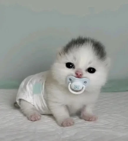 고양이 원본 524