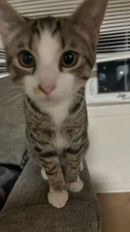 고양이 원본 142