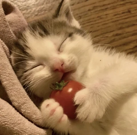 고양이 원본 385