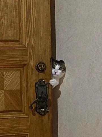 고양이 원본 125