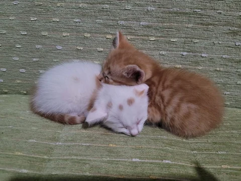 고양이 원본 534