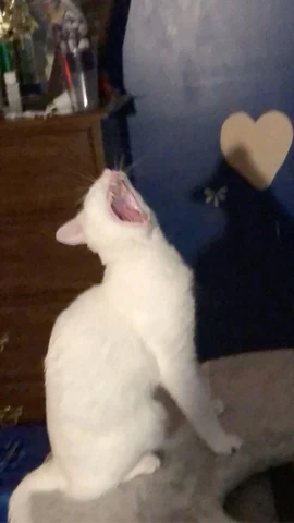 고양이 원본 521