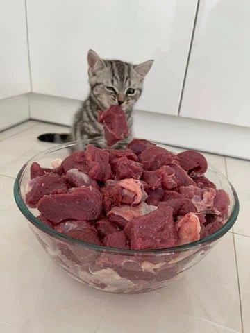 고양이 원본 673