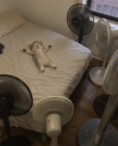 고양이 원본 300