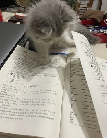 고양이 원본 354