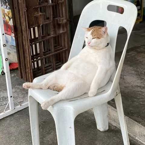 고양이 원본 285