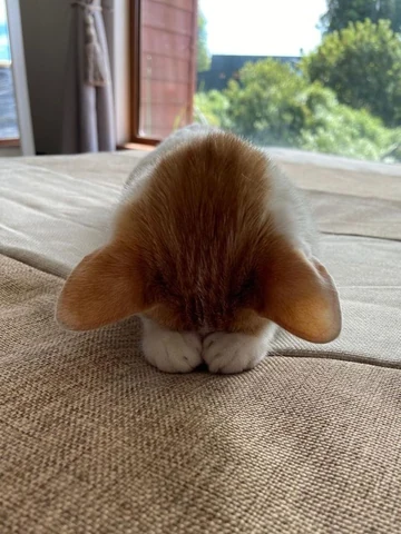 고양이 원본 381