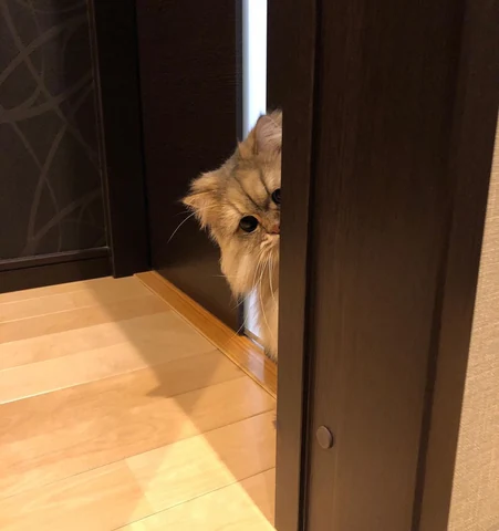 고양이 원본 606