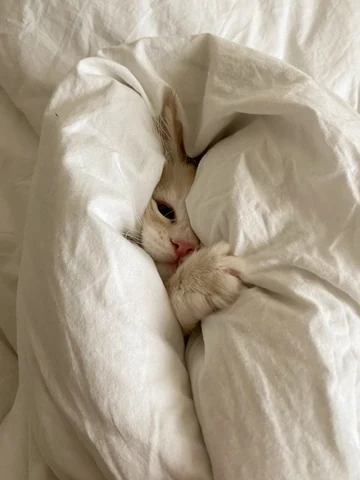고양이 원본 690