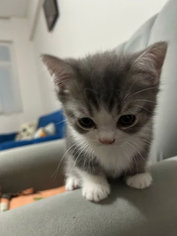 고양이 원본 517