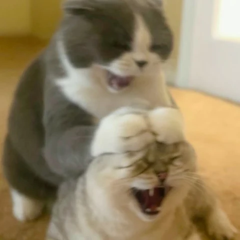 고양이 원본 597