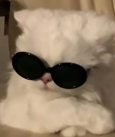 고양이 원본 355