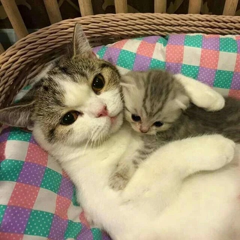 고양이 원본 574