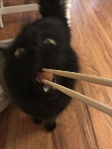 고양이 원본 370
