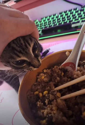 고양이 원본 503