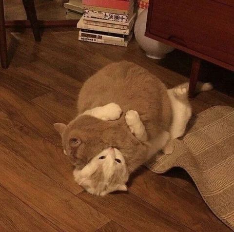고양이 원본 540