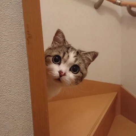 고양이 원본 407
