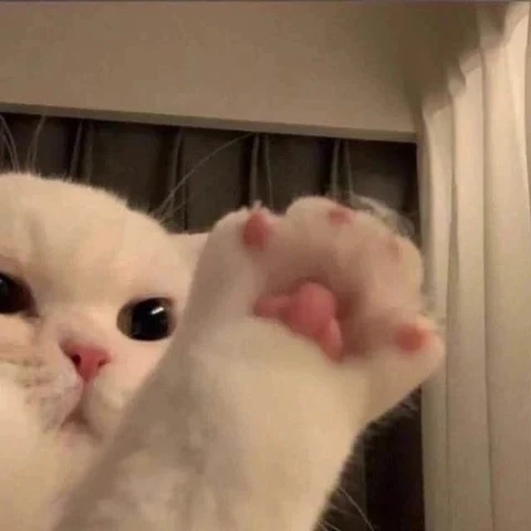 고양이 원본 206