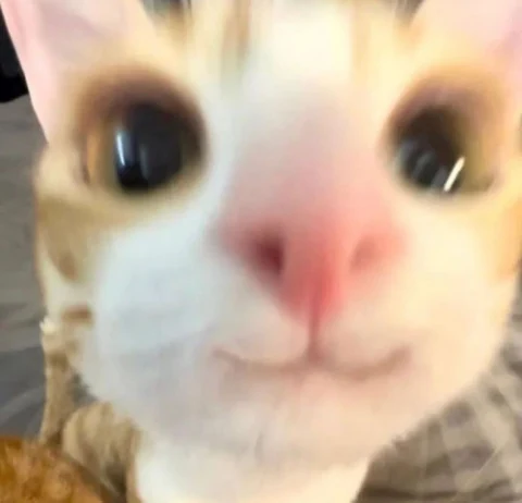 고양이 원본 054
