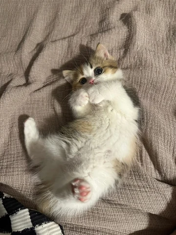 고양이 원본 177