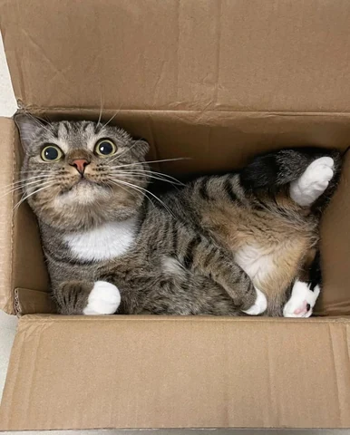 고양이 원본 361