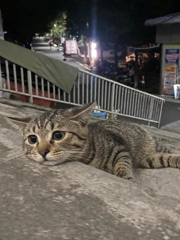 고양이 원본 105