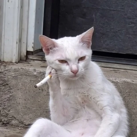 고양이 원본 182