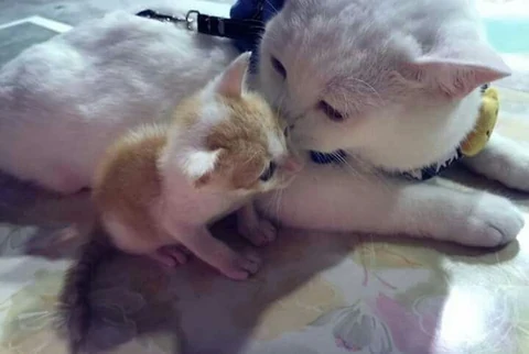 고양이 원본 650