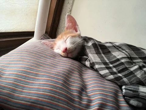 고양이 원본 005