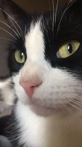 고양이 원본 460