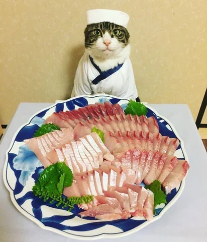 고양이 원본 158