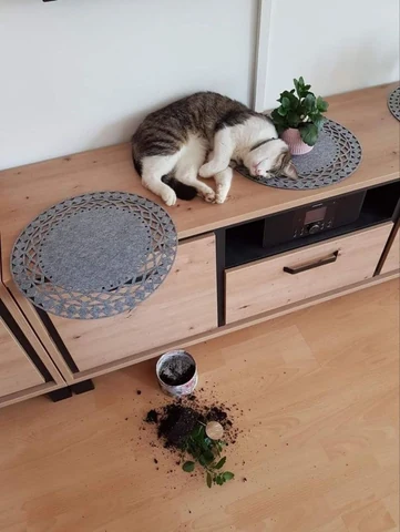 고양이 원본 688