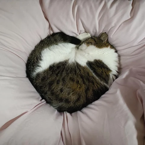 고양이 원본 033