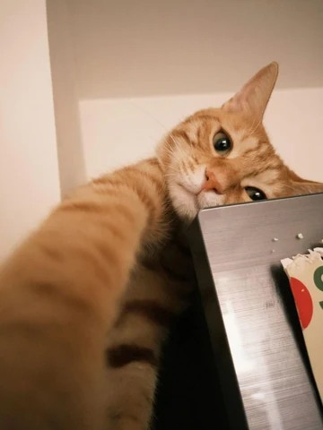 고양이 원본 312