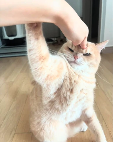 고양이 원본 255