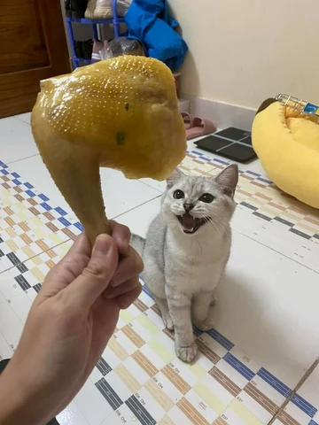 고양이 원본 400