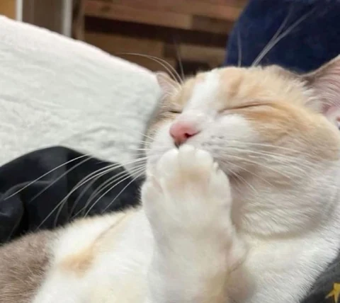 고양이 원본 223