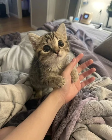 고양이 원본 605