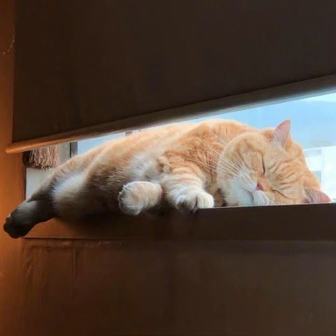 고양이 원본 359
