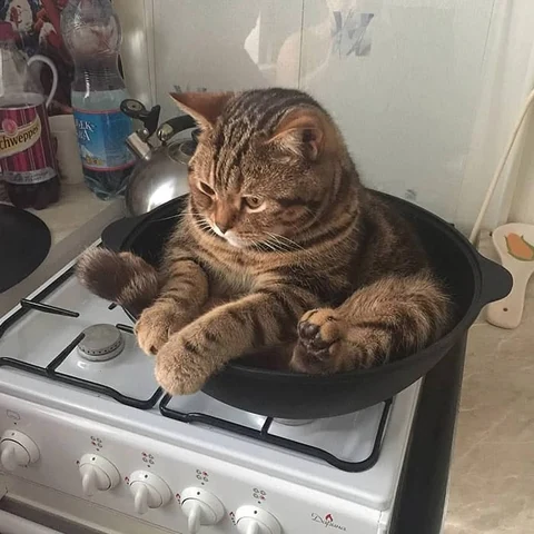 고양이 원본 065