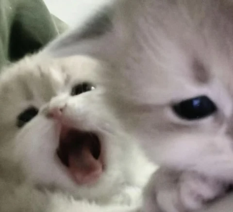 고양이 원본 306