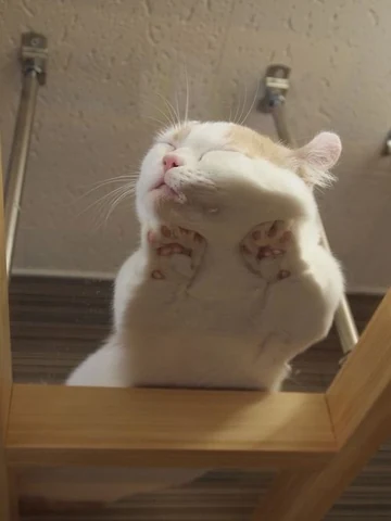 고양이 원본 093