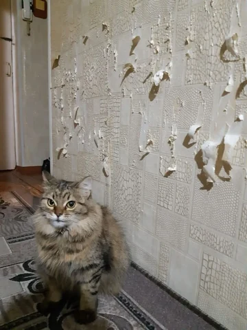 고양이 원본 696