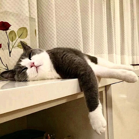 고양이 원본 198
