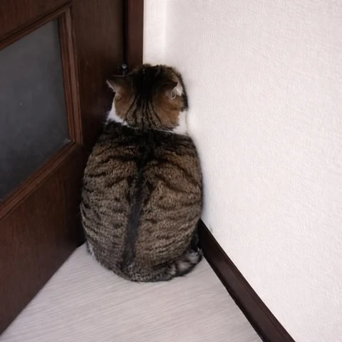 고양이 원본 413