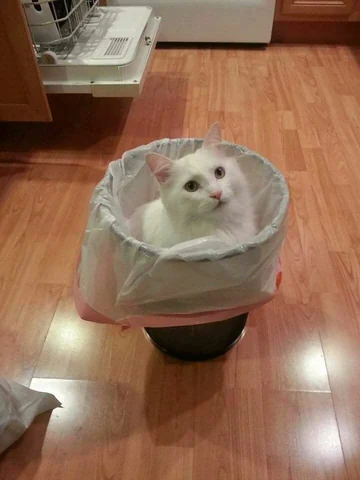 고양이 원본 452