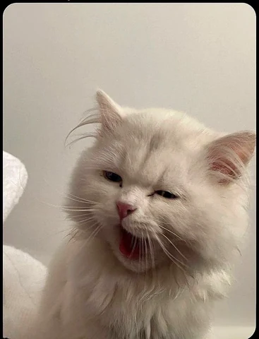 고양이 원본 689