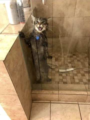 고양이 원본 481