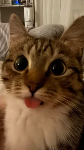 고양이 원본 186
